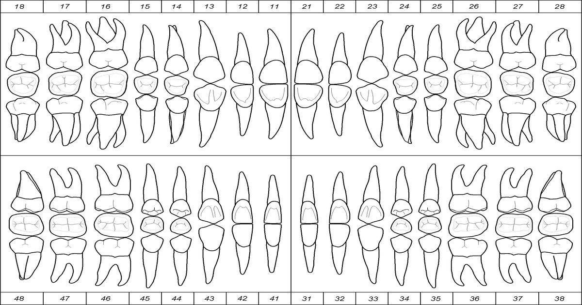 Odontograma adulto online